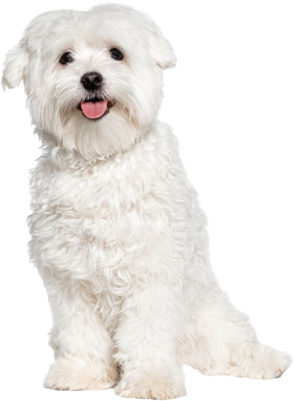 White fluffy dog patiently waiting on his veterinarian.